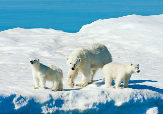 Image of polar bears on ice