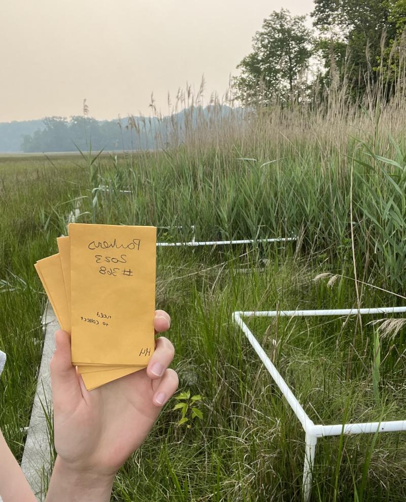 Hand holding two envelopes in a wetland. 